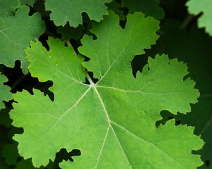 Preview wallpaper macleya, leaves, green, shadows