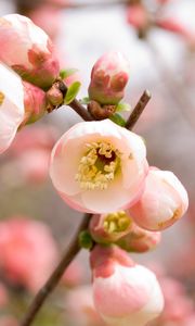 Preview wallpaper macro, apple, flowers, flowering, pink