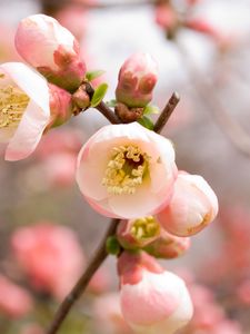 Preview wallpaper macro, apple, flowers, flowering, pink