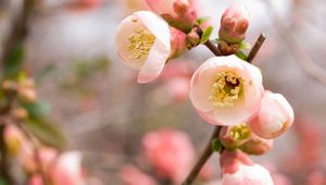 Preview wallpaper macro, apple, flowers, flowering, pink