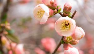 Preview wallpaper macro, apple, flowers, flowering, pink