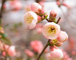 Preview wallpaper macro, apple, flowers, flowering, pink