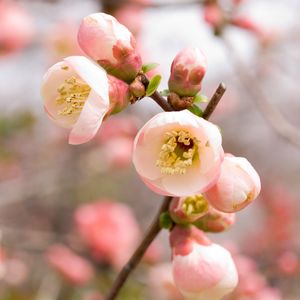 Preview wallpaper macro, apple, flowers, flowering, pink