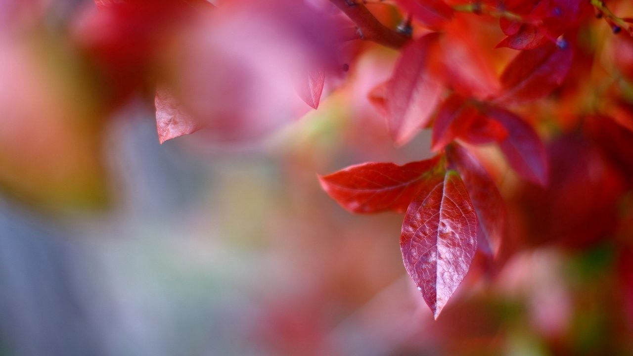 Wallpaper macro, autumn, leaves, red, trees, nature, branch