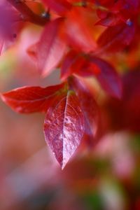 Preview wallpaper macro, autumn, leaves, red, trees, nature, branch