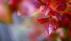 Preview wallpaper macro, autumn, leaves, red, trees, nature, branch