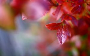 Preview wallpaper macro, autumn, leaves, red, trees, nature, branch