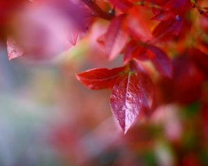 Preview wallpaper macro, autumn, leaves, red, trees, nature, branch