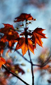 Preview wallpaper macro, autumn, maple, bokeh, nature, leaves, branches
