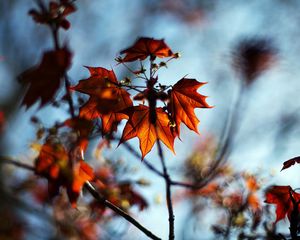 Preview wallpaper macro, autumn, maple, bokeh, nature, leaves, branches