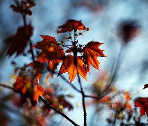 Preview wallpaper macro, autumn, maple, bokeh, nature, leaves, branches