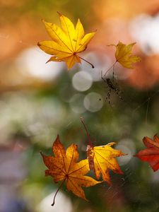 Preview wallpaper macro, autumn, web, spider, leaves, bokeh