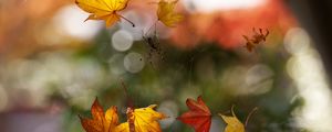 Preview wallpaper macro, autumn, web, spider, leaves, bokeh