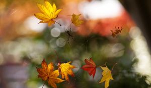 Preview wallpaper macro, autumn, web, spider, leaves, bokeh