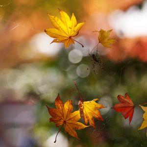 Preview wallpaper macro, autumn, web, spider, leaves, bokeh