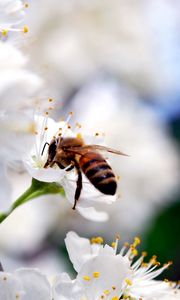 Preview wallpaper macro, bee, flower, pollination, white