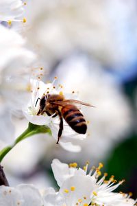 Preview wallpaper macro, bee, flower, pollination, white