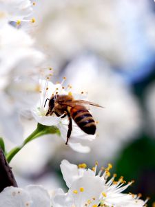 Preview wallpaper macro, bee, flower, pollination, white