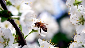 Preview wallpaper macro, bee, flower, pollination, white