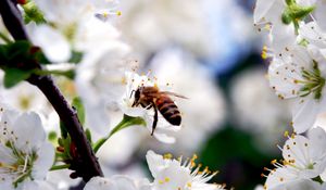 Preview wallpaper macro, bee, flower, pollination, white