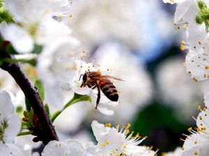 Preview wallpaper macro, bee, flower, pollination, white
