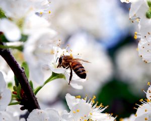 Preview wallpaper macro, bee, flower, pollination, white