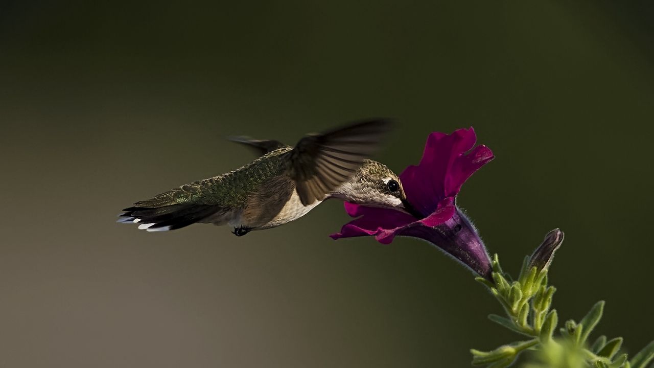 Wallpaper macro, bird, hummingbird, flower, petunia