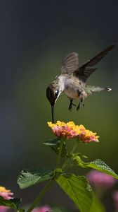 Preview wallpaper macro, bird, hummingbird, flowers, sunny