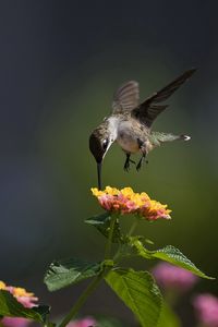 Preview wallpaper macro, bird, hummingbird, flowers, sunny