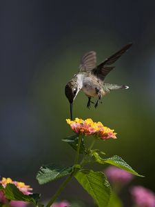 Preview wallpaper macro, bird, hummingbird, flowers, sunny