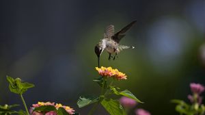 Preview wallpaper macro, bird, hummingbird, flowers, sunny