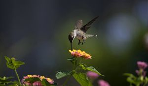 Preview wallpaper macro, bird, hummingbird, flowers, sunny