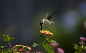 Preview wallpaper macro, bird, hummingbird, flowers, sunny