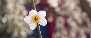 Preview wallpaper macro, branch, bud, white, flower, petals