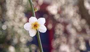 Preview wallpaper macro, branch, bud, white, flower, petals