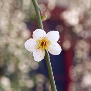 Preview wallpaper macro, branch, bud, white, flower, petals