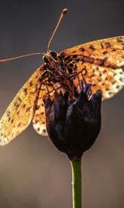 Preview wallpaper macro, butterfly, flower, stem, blur, antennae