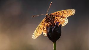 Preview wallpaper macro, butterfly, flower, stem, blur, antennae