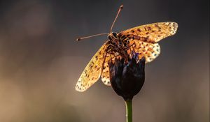 Preview wallpaper macro, butterfly, flower, stem, blur, antennae