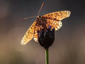 Preview wallpaper macro, butterfly, flower, stem, blur, antennae