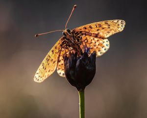 Preview wallpaper macro, butterfly, flower, stem, blur, antennae