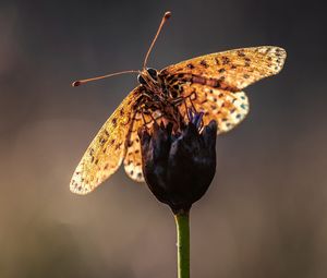 Preview wallpaper macro, butterfly, flower, stem, blur, antennae