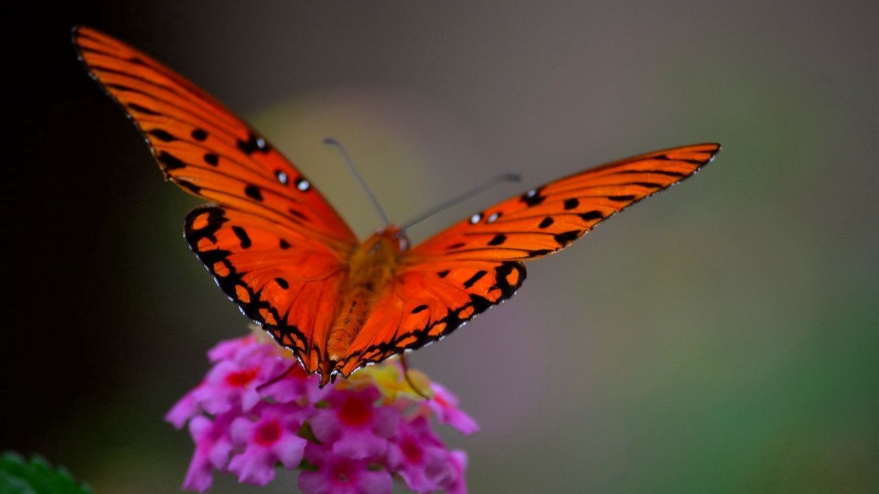 Wallpaper macro, butterfly, flower