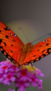 Preview wallpaper macro, butterfly, flower