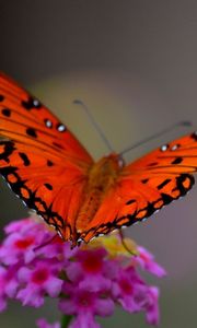 Preview wallpaper macro, butterfly, flower