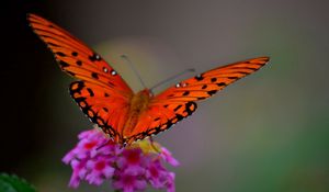 Preview wallpaper macro, butterfly, flower