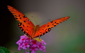 Preview wallpaper macro, butterfly, flower