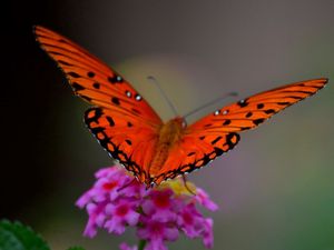 Preview wallpaper macro, butterfly, flower