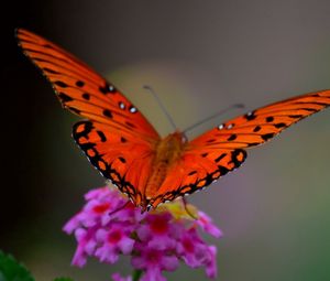 Preview wallpaper macro, butterfly, flower