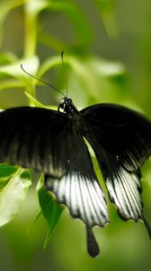 Preview wallpaper macro, butterfly, grass, green